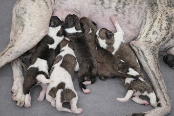 Whippet /vipet štěnátka s PP - 6