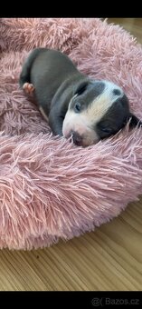 American Bully XL - 6