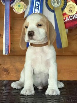Bigel, bigl, beagle s PP - 6