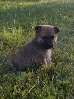 Štěňátka Akita inu X jezevčík - 6