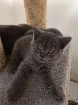 britská modrá kotatka - 6