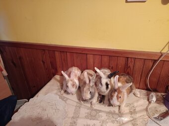 Zakrslý králík - 6