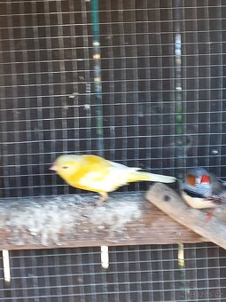 Kanáři, zebřičky - 6