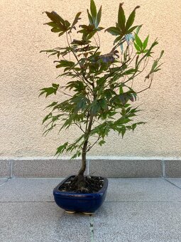 Bonsai, Bonsaj, japonský javor, skalky - 6