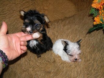 Štěňátka Biewer Yorkshire Terrier - 2 fenečky - 6