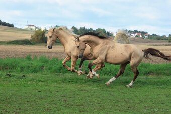 Prodám 4-letého hřebce KK, - 6