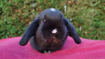 Zakrslý beránek, králíček, králík - DAN - 6