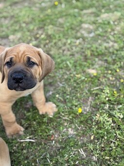Boerboel - štěňátko pejsek - 6