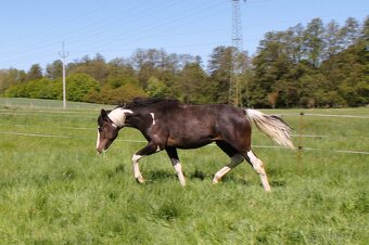 DOUBLE Homozygot Paint Horse APH - 6