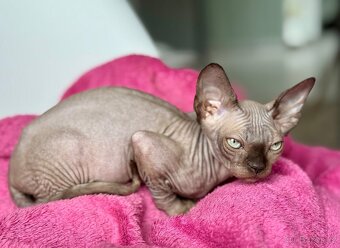 Kočička Sphynx - 6