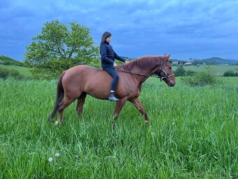 Valach 15 let do agroturistiky nebo jako hobby kůň - 6