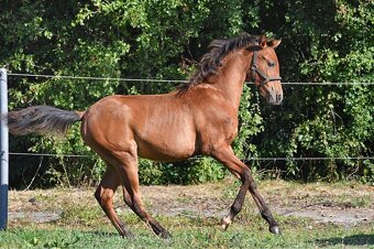 2 letá klisna Lusitano x P.r.e - 6