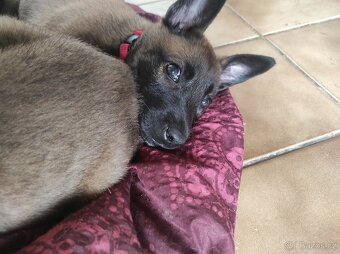 Štěňata - Belgický ovčák malinois - 6