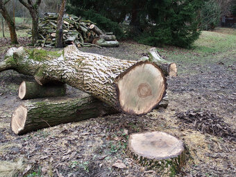 Prodej kmene ořešáku 1 - 6