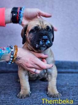 Boerboel - štěňata s PP (FCI) - 6
