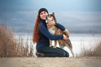SHIBA štěňata k rezervaci - 6