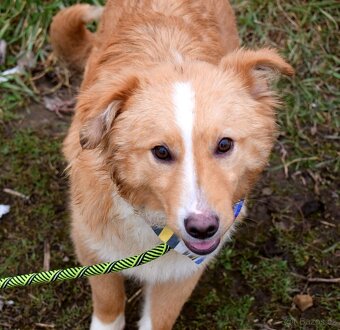 GOLDY K ADOPCI - HRAVÉ, POSEDNÉ, MILÉ ŠTĚNĚ - - 6