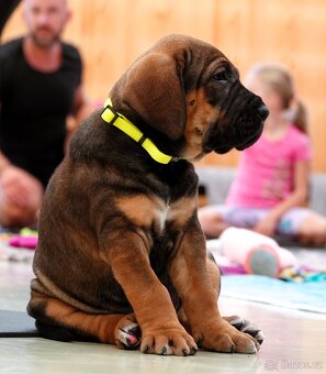 Tosa Inu fenky s PP - 6