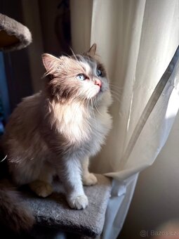 Ragdoll koťátka BEZ PP– 2 kocourci a 2 kočičky - 6