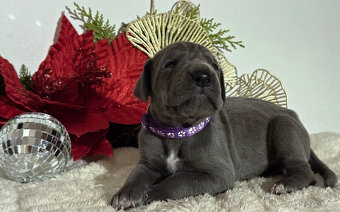 Německá doga modrá  - 6