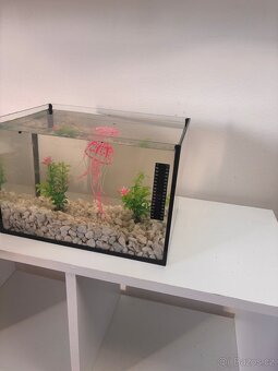 Akvárium - 6