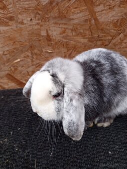 Zakrslý beran rhönský - 6