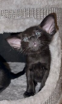 Orientální koťe Perseus Marbleficent s PP - 6