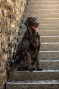 FLAT coated retriever štěňátka s PP -černá a hnědá - 6