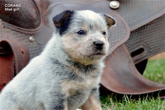 Austrálsky honacky pes ACD CATTLE DOG - 6