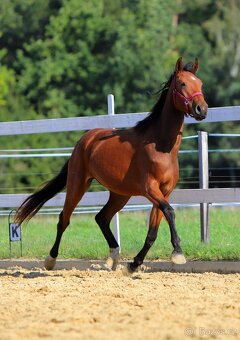 ____Klisna český teplokrevník___ - 6