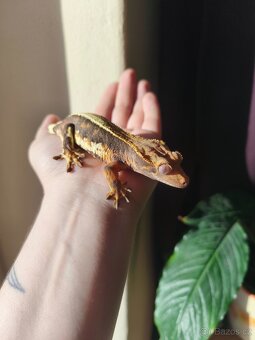 Pagekon řasnatý 0.1 LW - 6