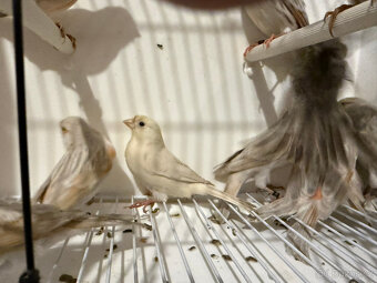 Prodám červené melaninové kanáry - 6