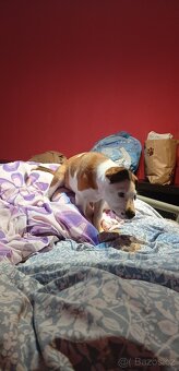 Štěně křížence - 6