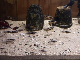 Cichlidka Mramorovaná (Julidochromis Transcriptus Kissi) - 6
