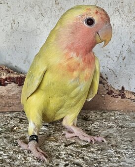Agapornis růžohrdlý,Holoubek diamantový - 6