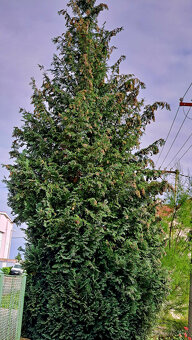 Cypřišek - zdarma za pokácení - 6