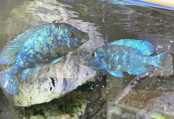 Malawi tlamovci- Placidochromis phenochilus tanzania Lupingu - 6