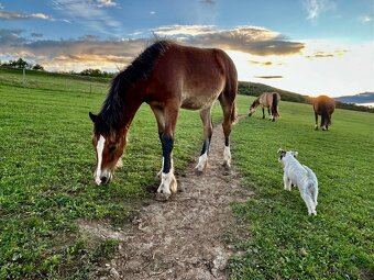 Welsh Cob D - kobylka - 6