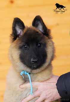 Belgický ovčák Tervueren s PP - štěňátka k odběru - kluci - 6