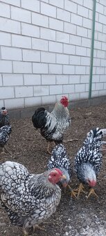 Zdrobnělá Wyandotka stříbrná černě lemovaná - 6