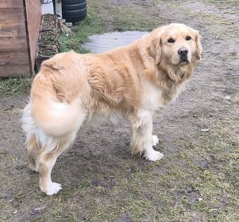 Zlatý retrívr - štěňata - 6