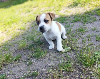 Jack Russell - 6