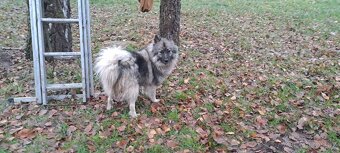 Štěňata - Německý špic vlčí - 6