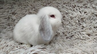 Zakrslý beránek, králíček, králík - MOLLY - 6