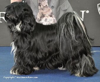 Tibetský teriér s PP - 6