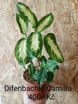 Pokojové rostliny - 6