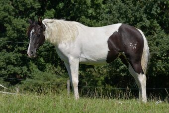 Krásná Paint horse klisna - 6