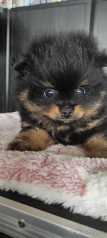 Pomeranian - 6