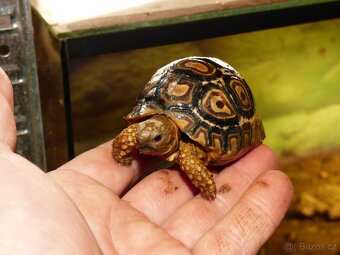 Želva pardálí (Stigmochelys pardalis) - 6