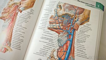 Netterův anatomický atlas člověka, Frank H. Netter - 6